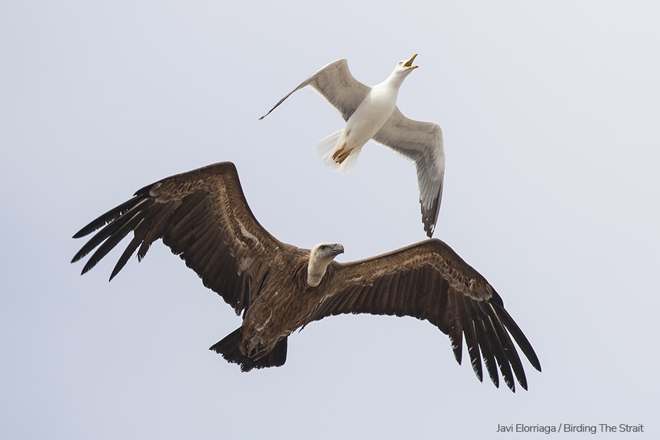The same Griffon as in the previous pictures, taking off and struggling to gain altitude while being chased by a gang of angry gulls. Photography by Javi Elorriaga, Birding The Strait.