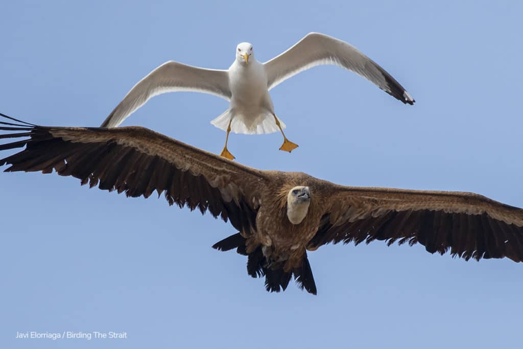 The same Gull chasing a different Griffon. Photography by Javi Elorriaga, Birding The Strait.