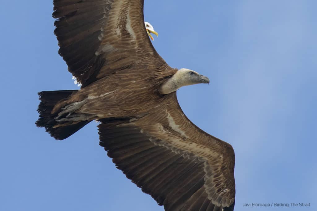 A Yellow-legged Gull chasing a Griffon Vulture on migration over Tarifa. Photography by Javi Elorriaga, Birding The Strait.
