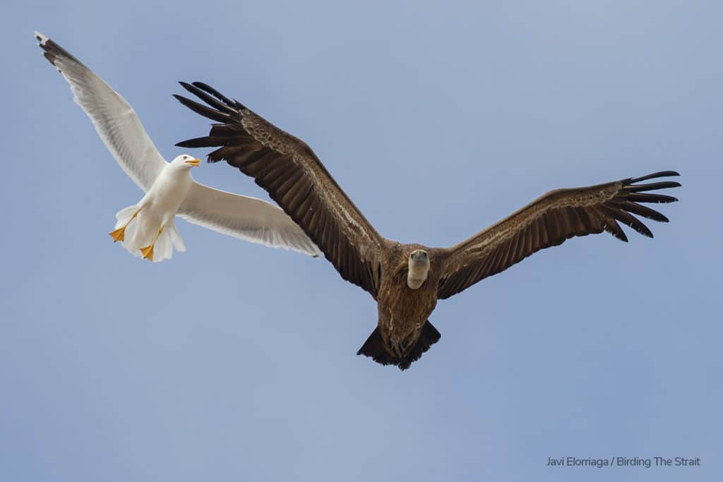 The same Gull chasing a different Griffon. Photography by Javi Elorriaga, Birding The Strait.