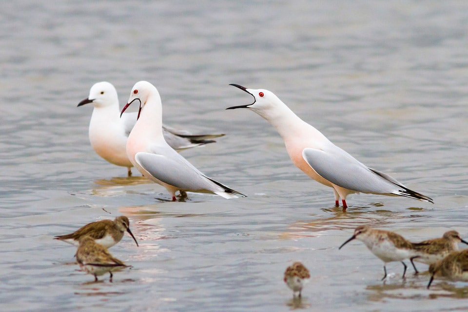 Slender-billed Gulls in Doñana. Photography by Yeray Seminario, Birding The Strait.