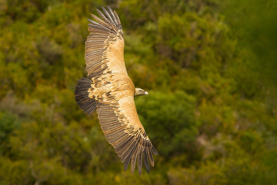 Eurasian Griffon and Sierra de Grazalema Natural Park. Photography by Yeray Seminario, Birding The Strait.