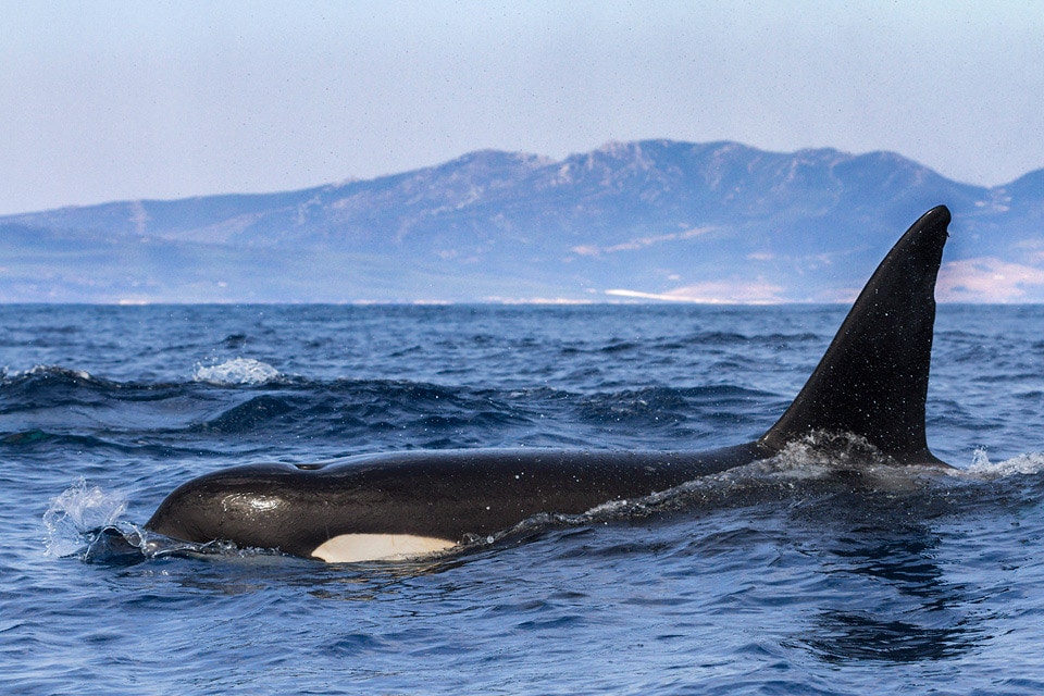 The Strait of Gibraltar is home to several families of Orcas. Photography by Yeray Seminario, Birding The Strait.
