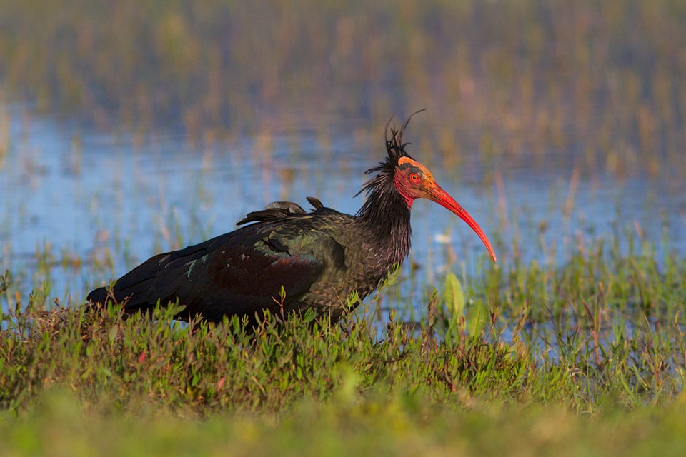 Northern Bald Ibis in Barbate. These critically endangered birds are always a highlight in our birding day trips. Photography by Yeray Seminario, Birding The Strait.
