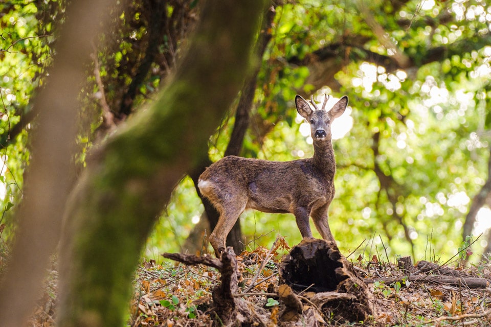 Roe Deer in Los Alcornocales, province of Cadiz. Photography by Yeray Seminario, Birding The Strait.