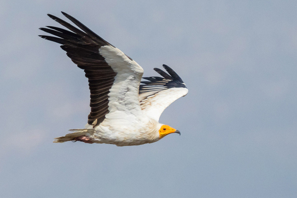 Egyptian Vulture in migration in Tarifa, a common view in our birding day trips. Photography by Yeray Seminario, Birding The Strait.