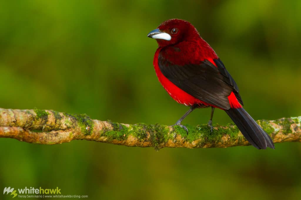 The Red-backed Tanager is a spectacular bird that can be seen in the feeders and gardens of Panama, and quite possibly we can add to our Global Big Day 2020. Photograph by Yeray Seminario, Whitehawk Birding.