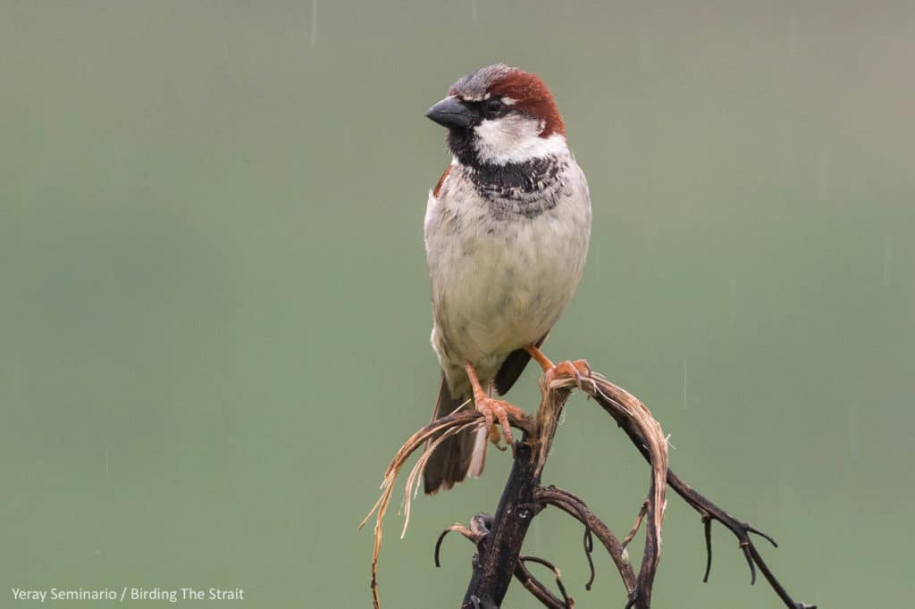 House Sparrow, one of the most widespread birds on the planet, will probably be present on our Global Big Day 2020. Photograph by Yeray Seminario, Birding The Strait.