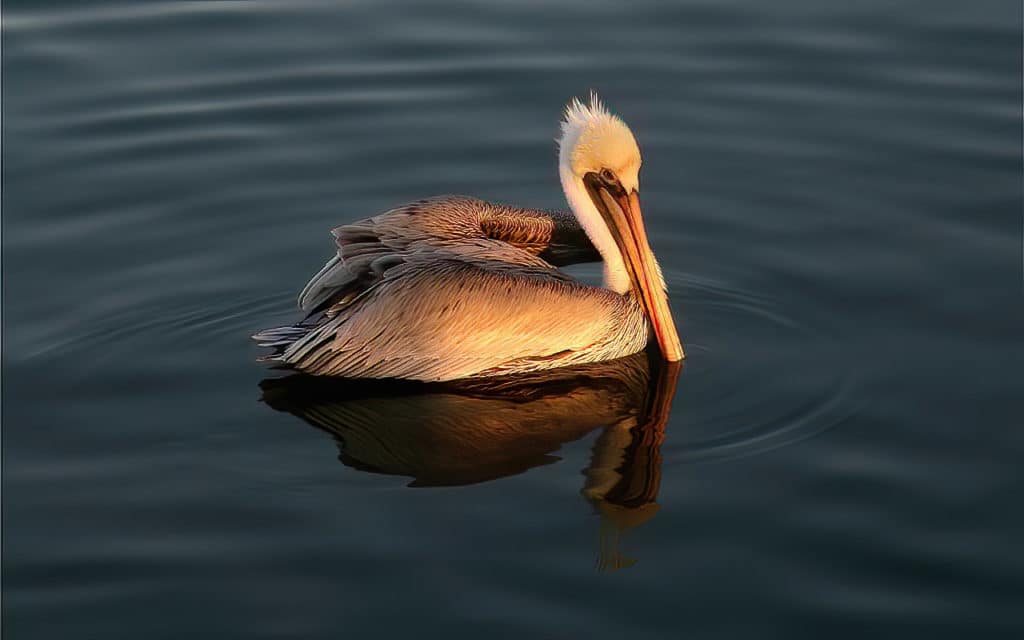 El Pelicano Pardo es un ave común de la costa pacífica de America, y puede ser observado en el Global Big Day desde California hasta Panamá. Fotografía de Yeray Seminario.