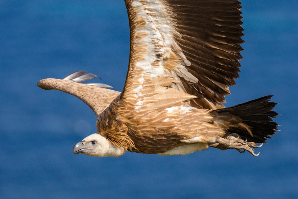 Tarifa Birding Tour image, Griffon Vulture. Photograph by Yeray Seminario, Birding The Strait.