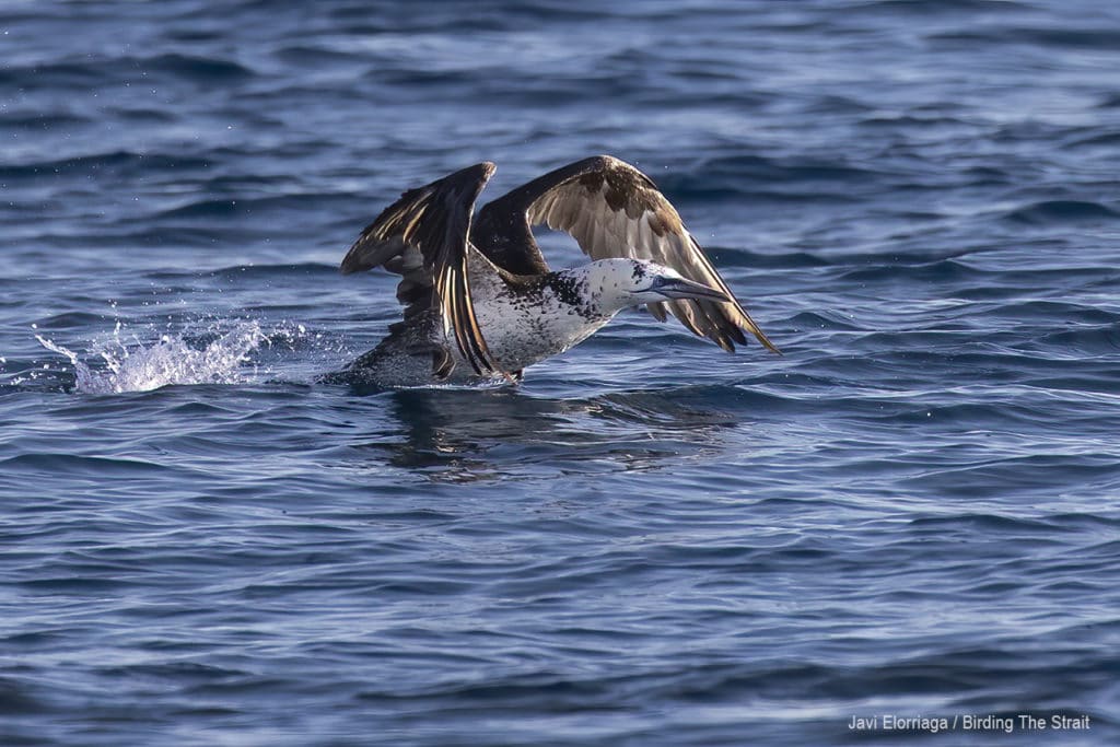 Northern Gannet in Andalucia. Photo by Javi Elorriaga / Birding The Strait