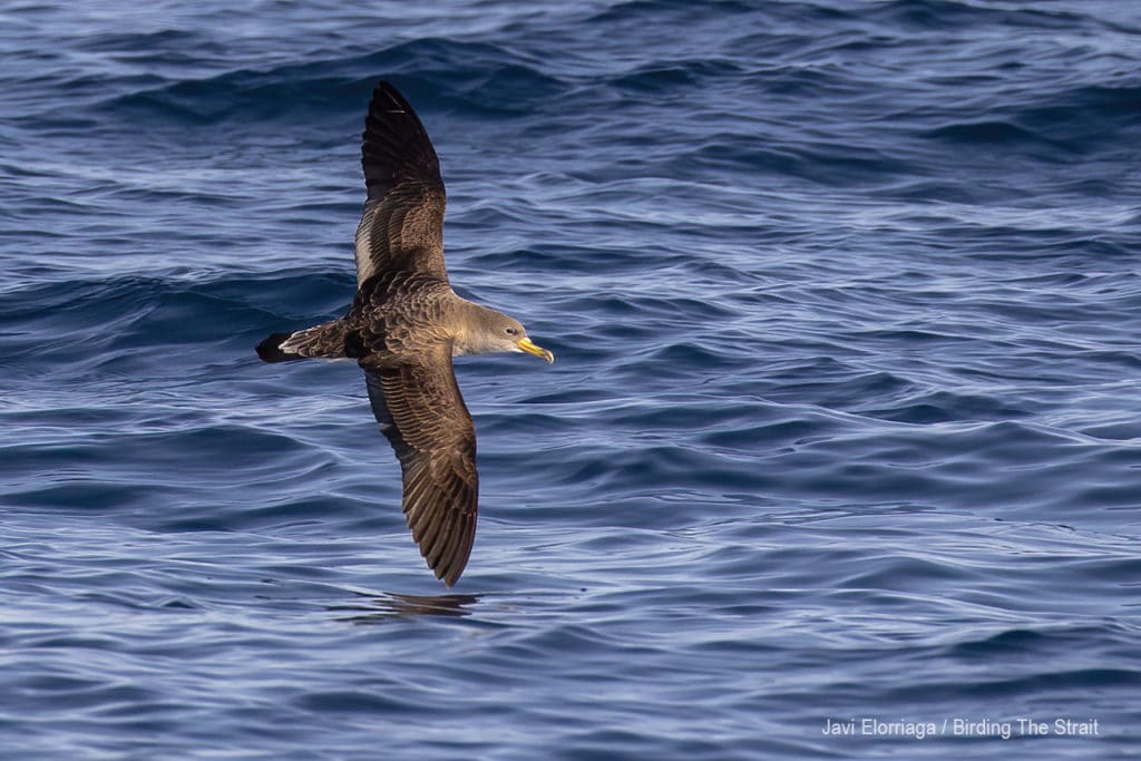Cory´s Shearwater in Andalucia. Photo by Javi Elorriaga / Birding The Strait. 