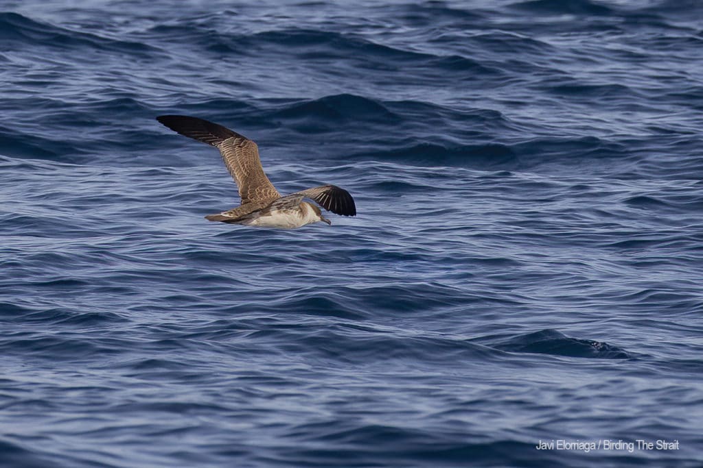 Great Shearwater in Andalucia. Photo by Javi Elorriaga / Birding The Strait