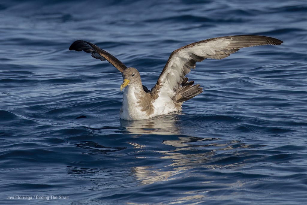 Cory´s Shearwater in Andalucia. Photo by Javi Elorriaga / Birding The Strait.