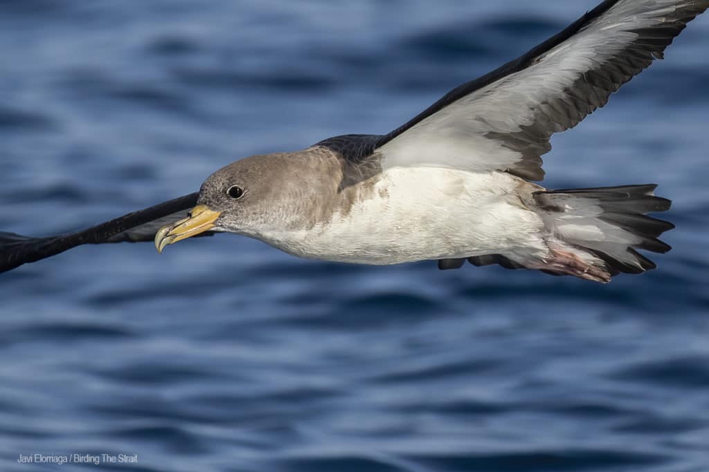 Cory´s Shearwater in Andalucia. Photo by Javi Elorriaga / Birding The Strait
