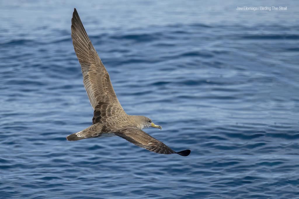 Cory's Shearwater in Andalucia. Photo by Javi Elorriaga / Birding The Strait.
