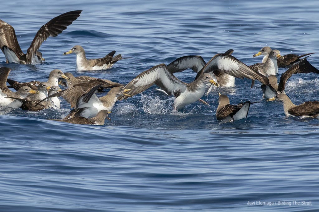 Cory´s Searwaters in Andalucia. Photo by Javi Elorriaga / Birding The Strait