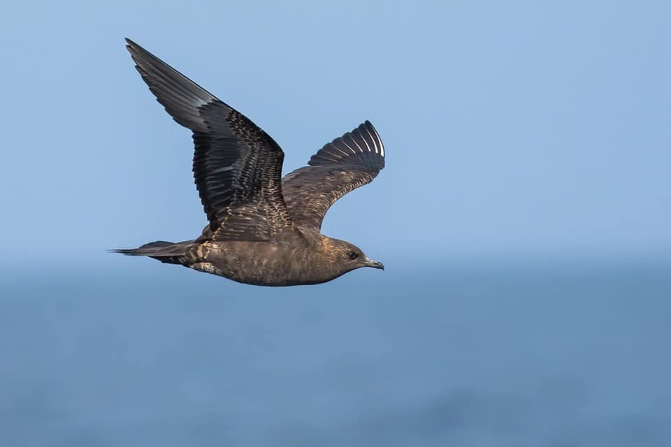 Arctic Skua in the Gulf of Cadiz during a pelagic trip. Photograph by Yeray Seminario, Birding The Strait.