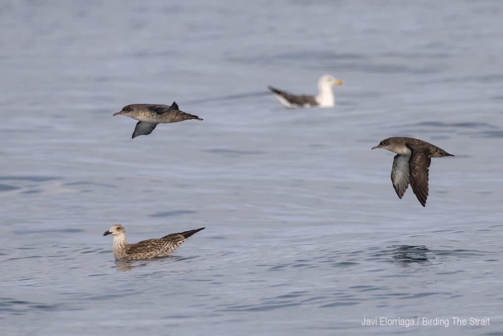 Balearic Shearwaters in the Gulf of Cadiz. Birding The Strait, September 2020.