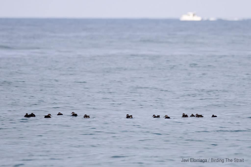 Balearic Shearwaters in the Gulf of Cadiz. Birding the Strait.