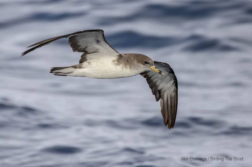 Cory’s Shearwaters in the Gulf of Cadiz. September 2020.
