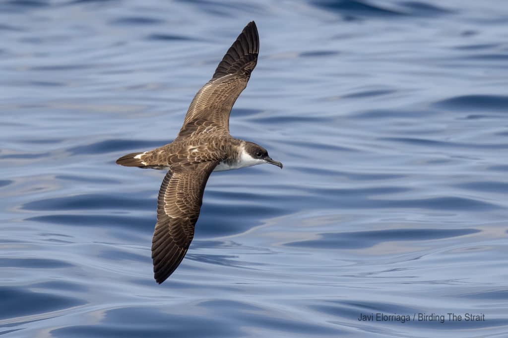Great Shearwater in the Gulf of Cadiz, September 2020.