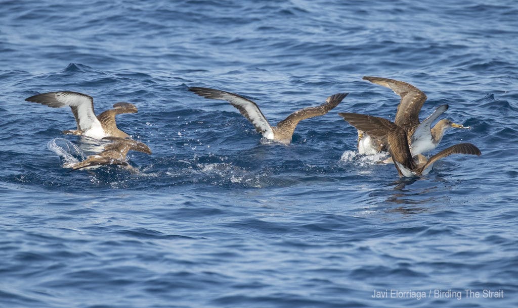 Cory’s Shearwaters in the Gulf of Cadiz. September 2020. Birding The Strait.
