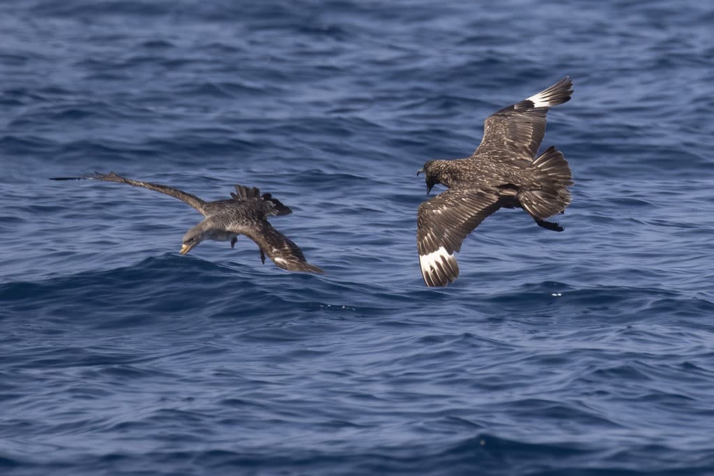 Great Skua and Cory’s Shearwater in the Gulf of Cadiz, September 2020.