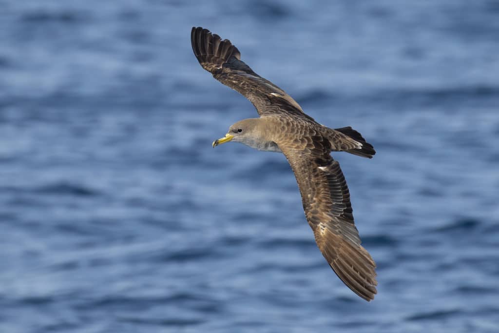 Cory’s Shearwaters in the Gulf of Cadiz. September 2020. Birding The Strait.