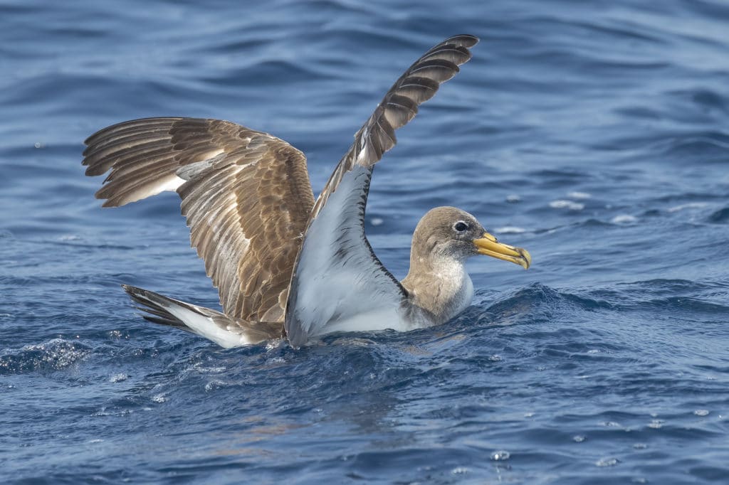 Cory’s Shearwaters in the Gulf of Cadiz. September 2020.