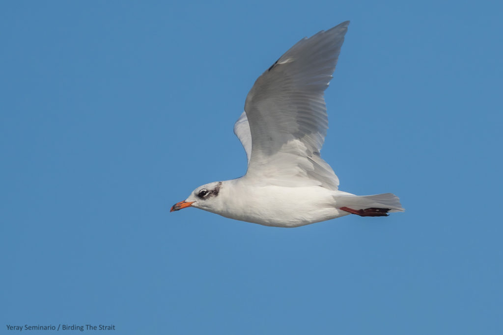 Adult Mediterranean Gull in winter plumage. We found this bird foraging around a fishing Trawler. Gulf of Cadiz, September 2020.