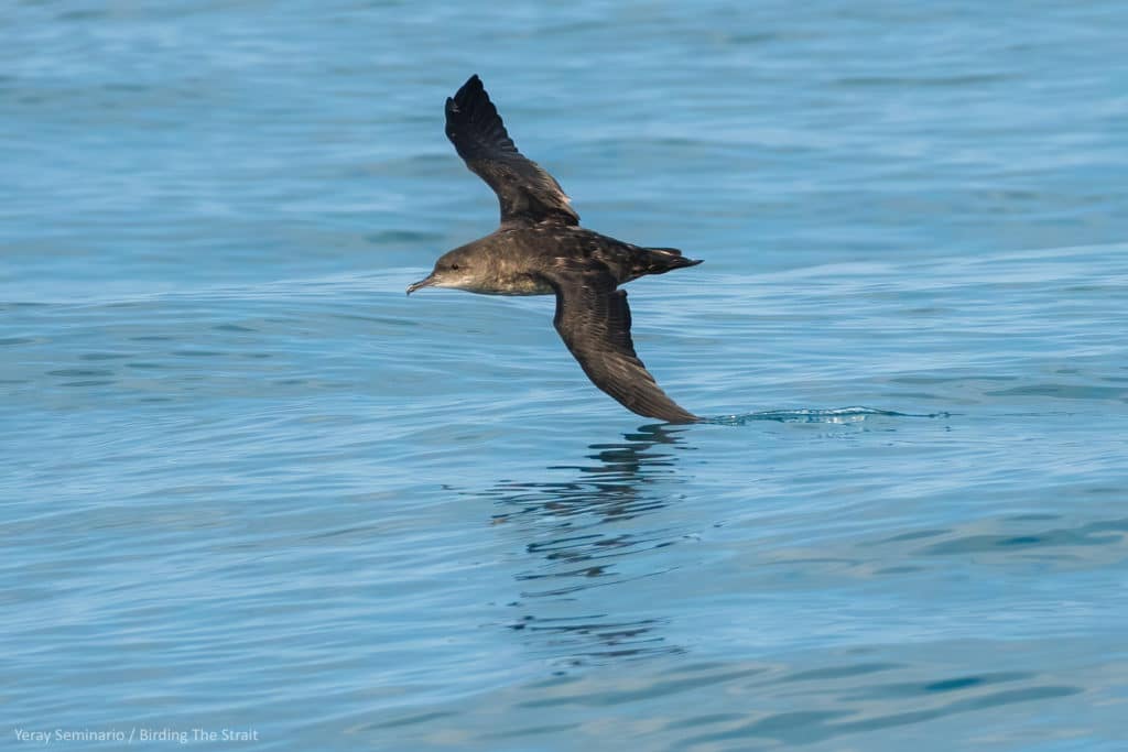 Balearic Shearwater in the Gulf of Cadiz. Birding The Strait.
