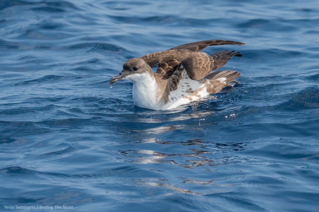 Great Shearwater in the Gulf of Cadiz, September 2020.
