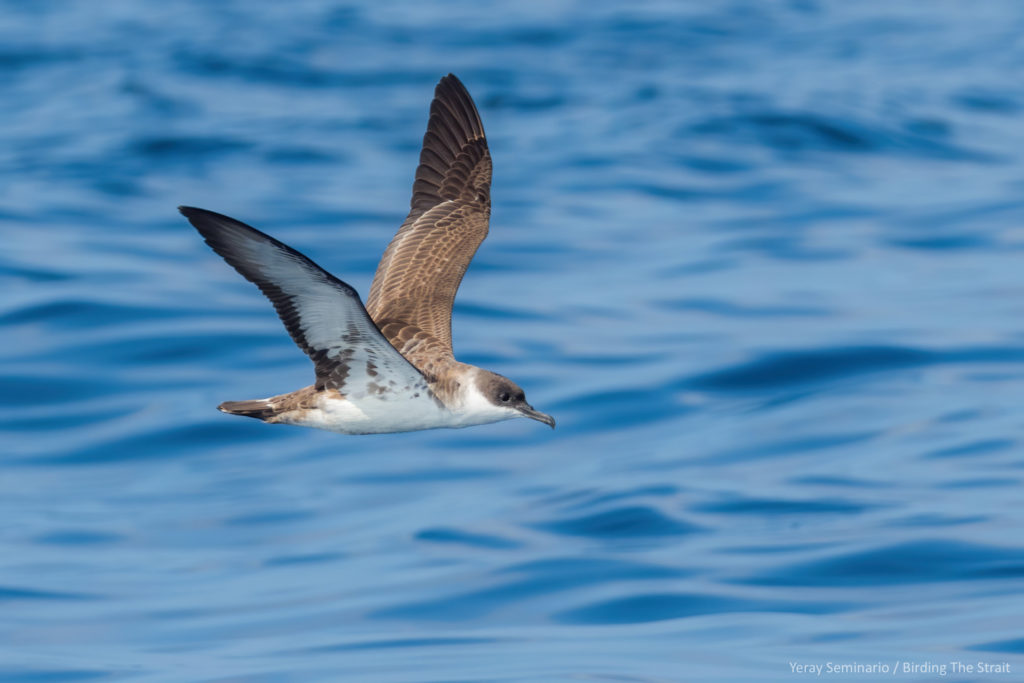Great Shearwater in the Gulf of Cadiz, September 2020. Birding The Strait.