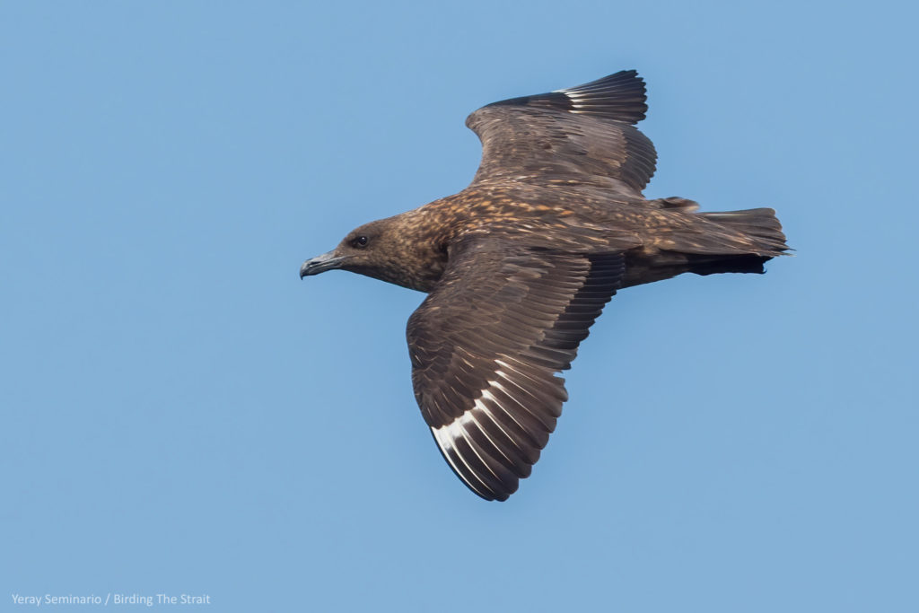 Great Skua in the Gulf of Cadiz, September 2020.