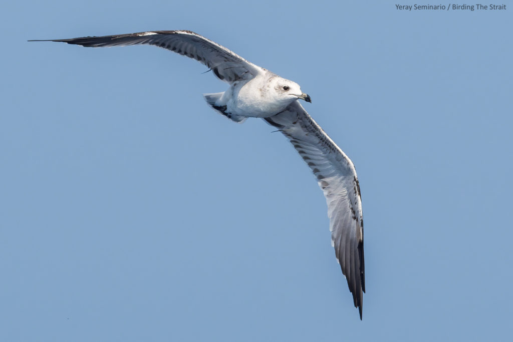 Immatures Audouin's gull around a fishing trawler in the Gulf of Cadiz. September 2020.