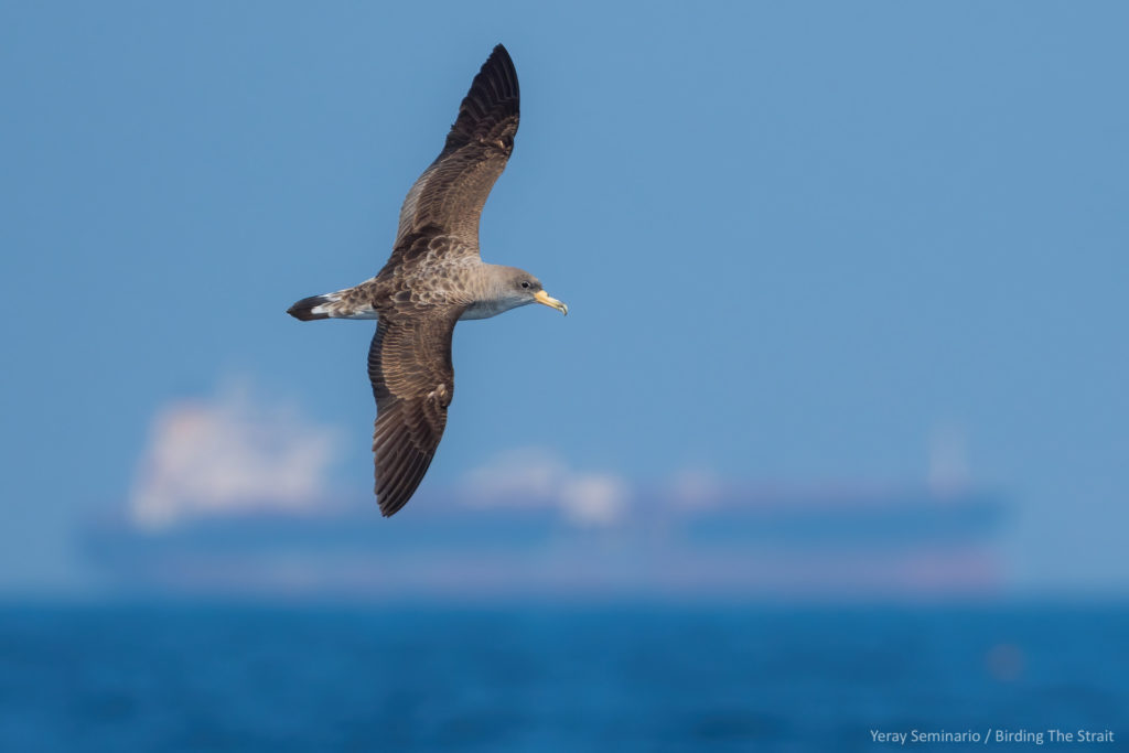 Cory’s Shearwaters in the Gulf of Cadiz. September 2020.