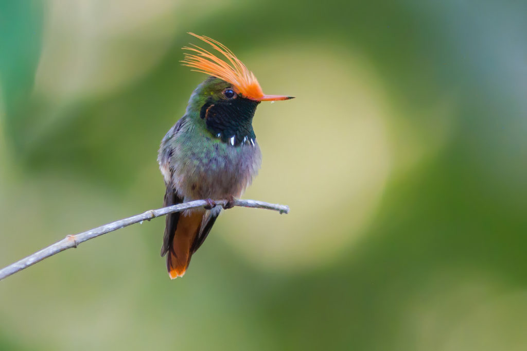 El equipo de Whitehawk se sumergirá en los bosques de Panamá para seguramente construir una buena lista de aves tropicales coloridas, como esta Coqueta Crestirrufa. Fotografía de Yeray Seminario, Birding The Strait.