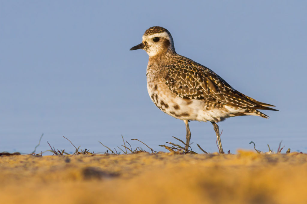 American Golden Plover in Los Lances, Cadiz. Photography by Yeray Seminario, Birding The Strait.