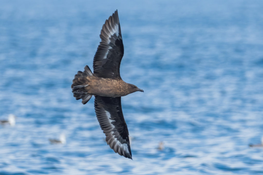 Hemos organizado una salida pelágica muy especial para este Gran Día de Octubre 2020. Seguramente añadiremos algunas aves interesantes a nuestra lista, como este Págalo Grande. Fotografía de Yeray Seminario, Birding The Strait.