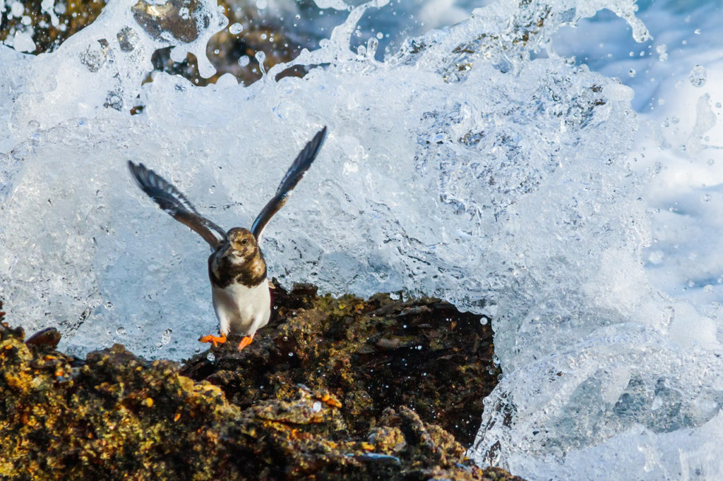 During our October Big Day 2020 we will make sure to cover the coastline in search of Shorebirds. In the picture a Ruddy Turnstone escapes from the waves in Tarifa, Strait of Gibraltar. Photography by Yeray Seminario, Birding The Strait.