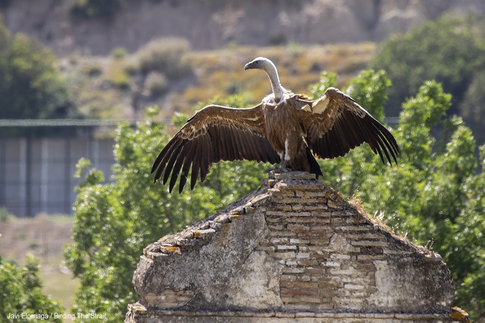 Buitre Leonado. Javi Elorriaga / Birding The Strait