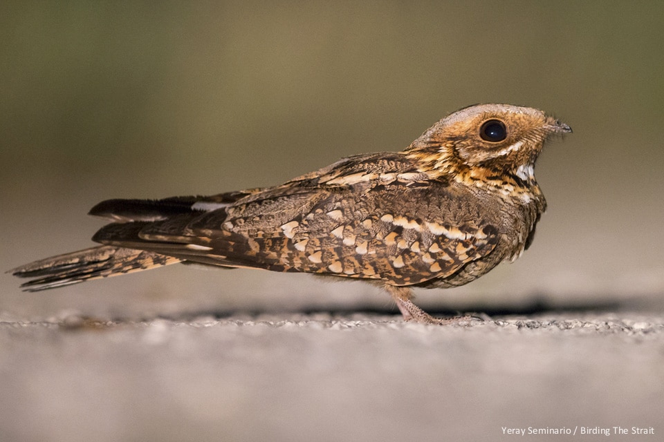 Chotacabras Cuellirrojo en La Janda. Yeray Seminario / Birding The Strait