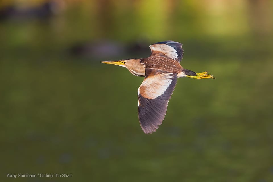 Avetorillo en Doñana. Yeray Seminario / Birding The Strait