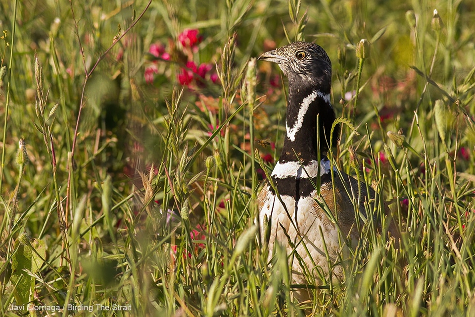 Sisón en Cádiz. Javi Elorriaga / Birding The Strait