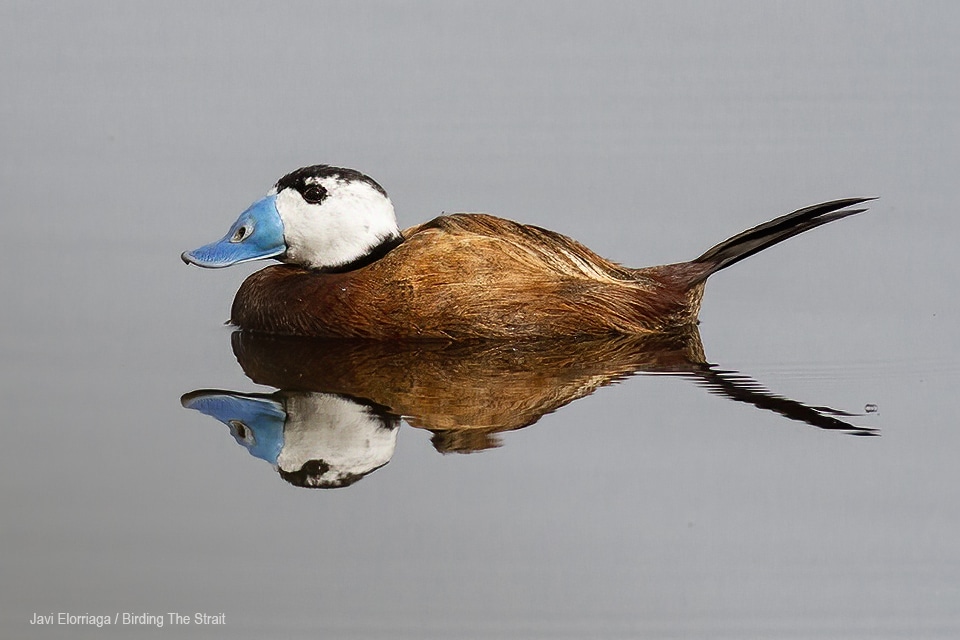 Malbasia Cabeciblanca en Doñana. Javi Elorriaga / Birding The Strait