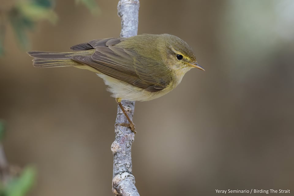 Mosquietro Ibérico. Yeray Seminario / Birding The Strait