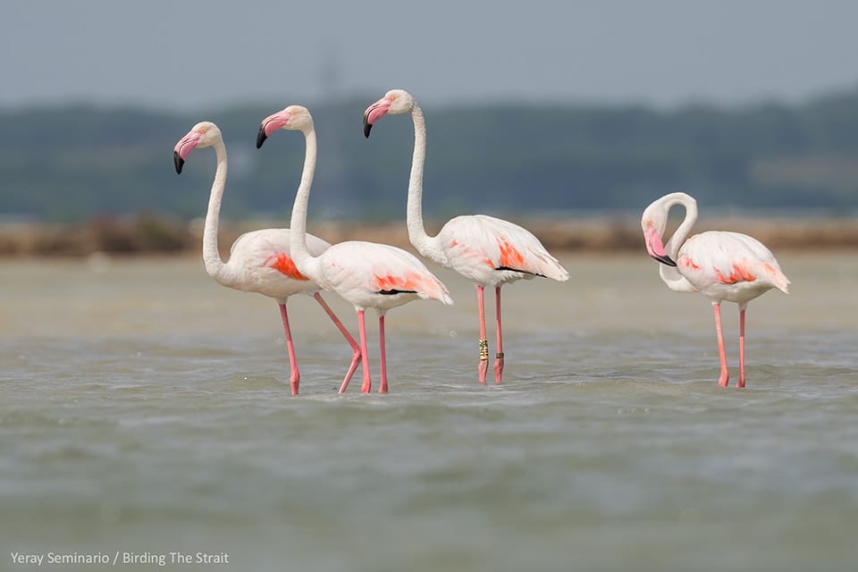 Greater Flamingos in Doñana. Yeray Seminario /Birding The Strait
