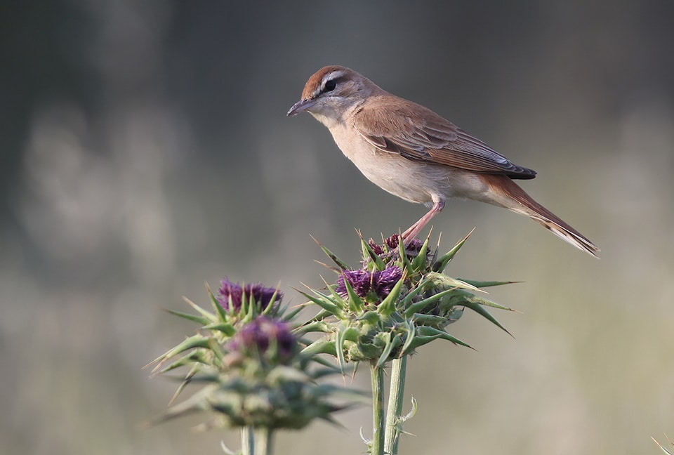 Alzacola Rojizo en Doñana. Foto de Guillermo Rogríguez.