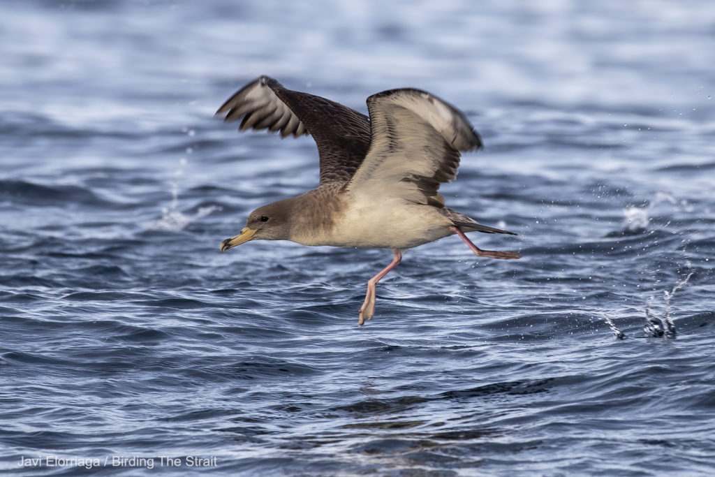 Cory's Shearwater in the Strait of Gibraltar.